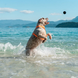 Іграшка для собак Zee.Dog Cannon Ball
