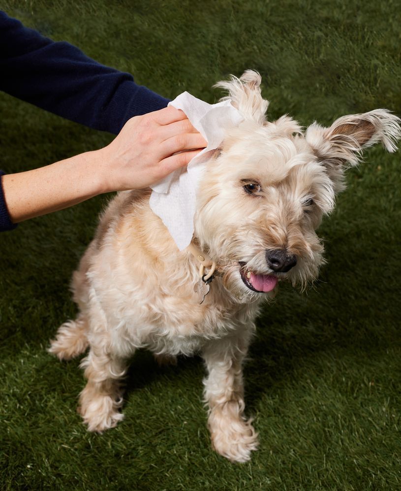 Біорозкладні вологі серветки для собак Natural Dog Company Grooming Wipes розмір XL 50 шт