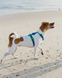 Шлейка для собак Zee.Dog Neopro Apex Розмір L