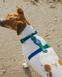Шлейка для собак Zee.Dog Neopro Apex Розмір L
