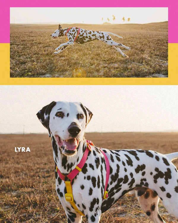 Шлейка для собак Zee.Dog Neopro Lyra Розмір S