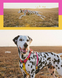 Шлейка для собак Zee.Dog Neopro Lyra Розмір S